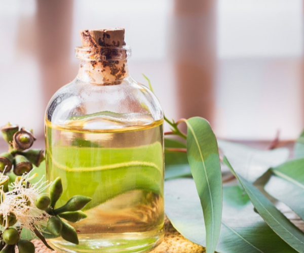 Eucalyptus Oil